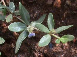 Image result for Blepharis