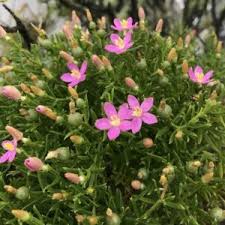Image result for Phaeoptilum spinosum