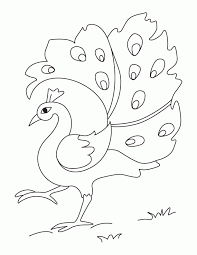 Coloring pages for children of all ages! Peacock Coloring Pages For Kids Coloring Home