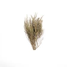 Image result for Stoebe