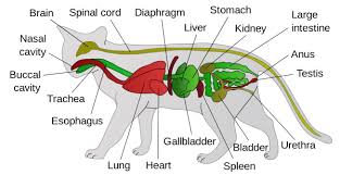 Feline Anatomy 101 The Conscious Cat
