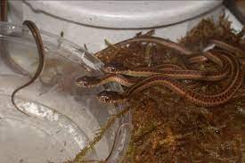 The Seven Rules Of Raising Baby Garter Snakes Reptile Forums