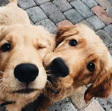 Folge Uns Popcherry Fur Mehr Susse Tiere Welpen Bezaubernd Niedliche Bezaubernd Folge Fur Meh Sevimli Kopek Yavrulari Hayvan Bebekler Kopek