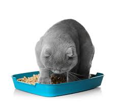 For cats, it offers what our research and experts agree is best: The Best Big Cat Litter Boxes For Large Cats Reviews And Ratings For 2021
