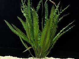 Image result for Aponogeton abyssinicus