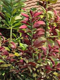 Image result for Euphorbia pseudopetiolata