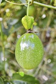 The image is available for download in high resolution quality up to 2948x2948. Picking Passion Fruit Learn How And When To Harvest Passion Fruit