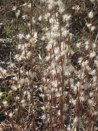 Image result for Andropogon eucomus