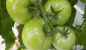 الطماطم لعلاج فقر الدم Tomato Health Food