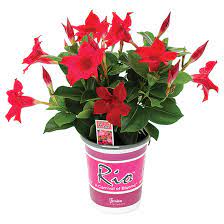 Check spelling or type a new query. Fernlea Flowers Rio Dipladenia 4 33 In Assorted Colours 970319 Rona