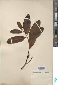 Image result for Diospyros batocana
