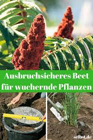 Schnell Wachsende Pflanzen Selbst De Pflanzen Schnell Wachsende Pflanzen Wachsenden Pflanzen