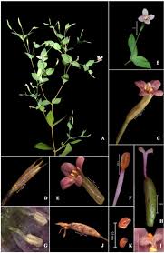 Image result for Canscora diffusa