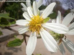 Image result for Montanoa bipinnatifida