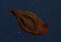 We did not find results for: Cephalopod News Articles The Scientist Magazine