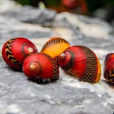 Image result for Vittaria reekmansii