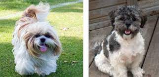Such a coat can be easily formed into intricate arrangements, which is a show stealer at any gathering. What Is A Shihpoo