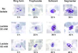 More than 200 species of the genus plasmodium (=plasma + eidos source: Lactate Retards The Development Of Erythrocytic Stages Of The Human Malaria Parasite Plasmodium Falciparum Sciencedirect