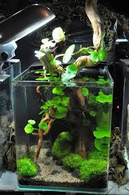 Planted Aquarium Tropical Fish Aquarium Fish Plants Aquarium