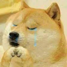 See more ideas about doge meme, doge, memes. 53 Ide Doge Dan Cheems Di 2021 Anjing Lucu Gambar