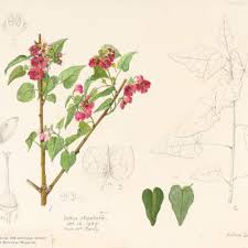 Image result for Huaceae