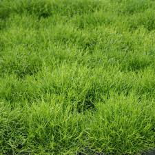 Image result for Sagina abyssinica