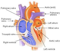 Organ that pumps blood through the blood vessels of the circulatory system. Transport In Humans Class 7 Science Transportation In Animals And Plants