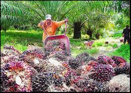 Jika anda berminat dengan job kerja pabrik kelapa sawit ini, segera hubungi mitra sukses pjtki pimpinan bapak zainal arif. Senarai Syarikat Syarikat Kelapa Sawit Di Malaysia Agrobisnes