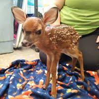 297 homes for sale in howell, mi. Howell Nature Center Organizations Associations