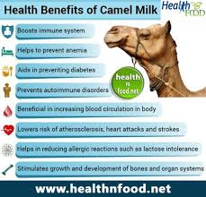 As with conventional normal milk, the camel wins on many of the same criteria like calories and fats. All Things Camel Milk