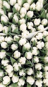 White Tulips Flower Aesthetic Beautiful Flowers Wonderful Flowers