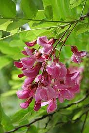 Image result for Indigofera dyeri