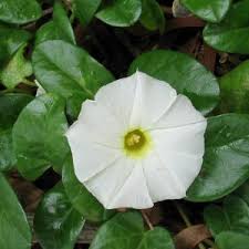 Image result for Ipomoea macrosepala