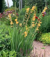 Image result for Gladiolus dalenii