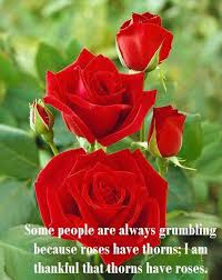 Pin By Sarah Pka On Flower Quotes Red Rose Pictures Beautiful Red Roses Beautiful Roses