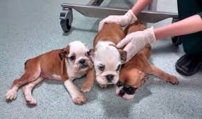 To provide a loving healthy english puppy bulldog breed …buying a puppy from engish bulldogs for sale is like hiring someone to do the bulk of the work so that only the good bits are left to you. Sick 5 Week Old English Bulldog Puppies Dumped By Suspected Breeders Nature News Express Co Uk