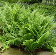 Image result for Athyrium