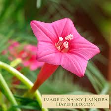 Image result for Ipomoea quamoclit