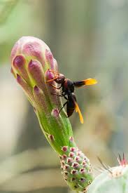 In parts of the u.s. Vespula Germanica Imagenes Y Fotos 123rf