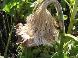 Maybe you would like to learn more about one of these? Province Of Manitoba Agriculture Sunflowers