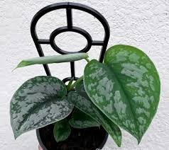 Today we're talking about one of my favorite trailing plants—the scindapsus pictus. Jual Scindapsus Silver Hero Terbaru Lazada Co Id