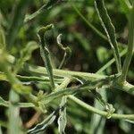 Image result for Hermbstaedtia