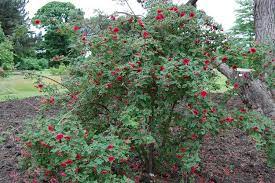 The plants have reached 6 ft (1986) and borne flowers, which at least in two gardens are deep pink, as were most of those from wilson's original sending. Rosa Moyesii Alchetron The Free Social Encyclopedia