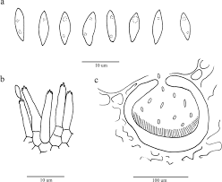 Image result for Dolichos linearifolius
