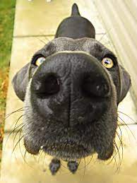 This Dog S Name Is Tessa Nosy Like My Non Dog Tessa Lol Animal Noses Dog Photos Cute Dogs