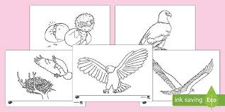 Maybe you would like to learn more about one of these? Eagle Colouring Pages Teacher Made