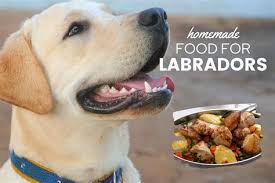 Chicken, asparagus and broccoli bake. Home Cooked Recipes For Dogs With Diabetes Dog Diabetes Top Home Made Meals Homemade Diabetic Dog Has Your Dog Recently Been Diagnosed With Diabetes Batu Akik