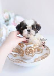 Enter your email address to receive alerts when we have new listings available for imperial shih tzu for sale. Teacup Shih Tzu Puppies For Sale Near Me Petfinder