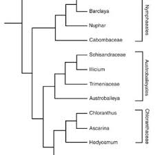Image result for Asterochaete angustissima