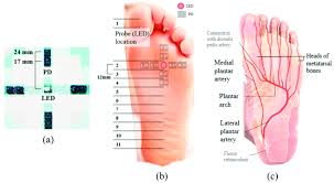 We did not find results for: Foot Ppg With Direct Skin Contact Based On The Anatomical Structure Download Scientific Diagram